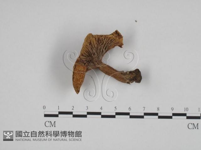 登錄號:F0024592藏品圖，第1張