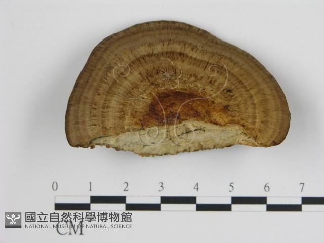 登錄號:F0004592藏品圖，第1張