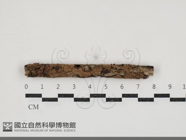 登錄號:F0034592藏品圖，第1張