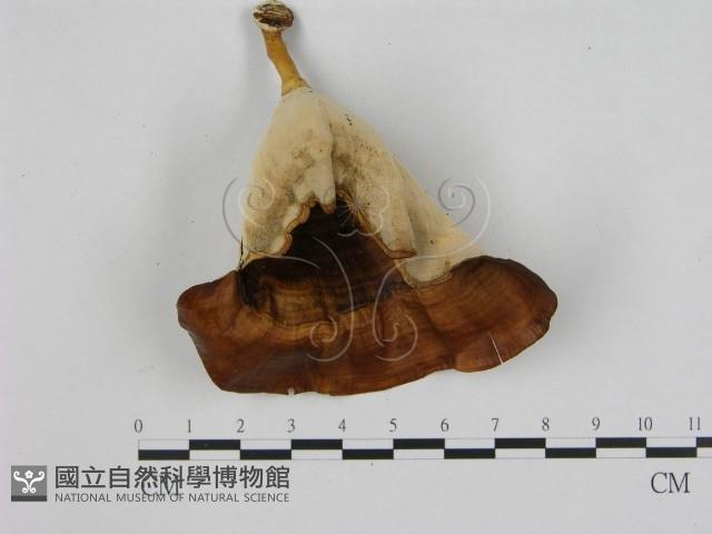 相鄰小孔菌藏品圖，第1張