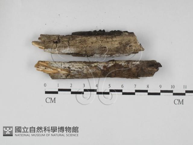 冇骨消絲齒菌藏品圖，第1張