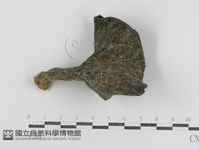 登錄號:F0007592藏品圖，第1張