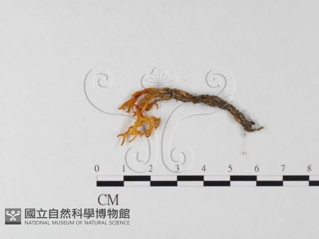 登錄號:F0025592藏品圖，第1張