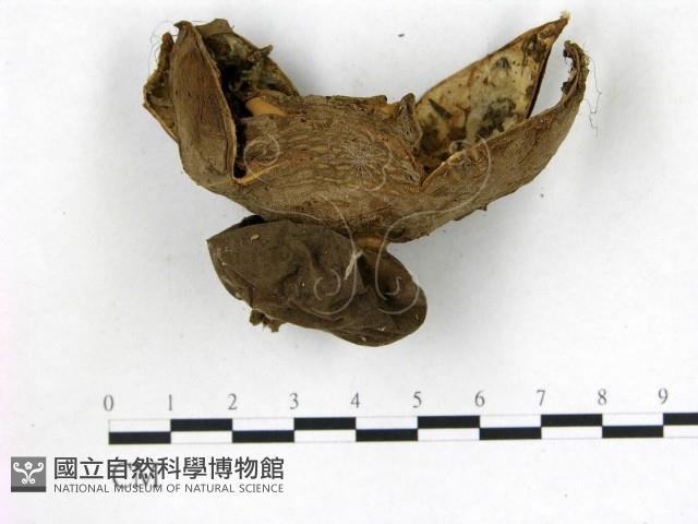 登錄號:F0015592藏品圖，第1張