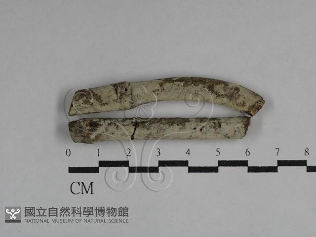 登錄號:F0029592藏品圖，第1張