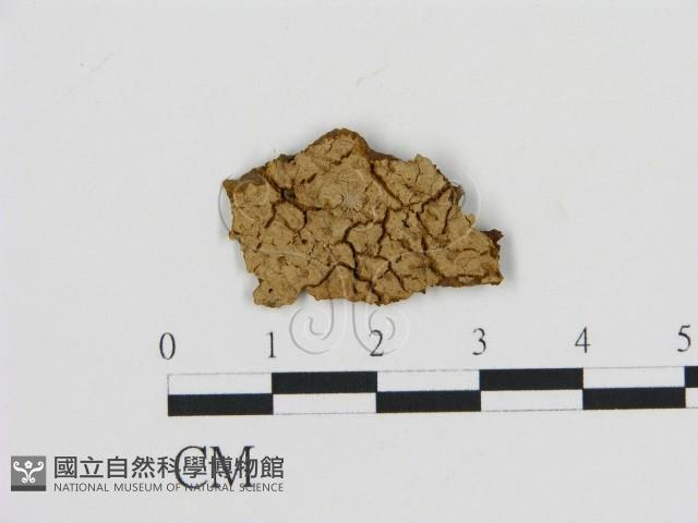 登錄號:F0009592藏品圖，第1張