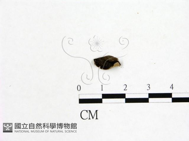 登錄號:F0019592藏品圖，第1張