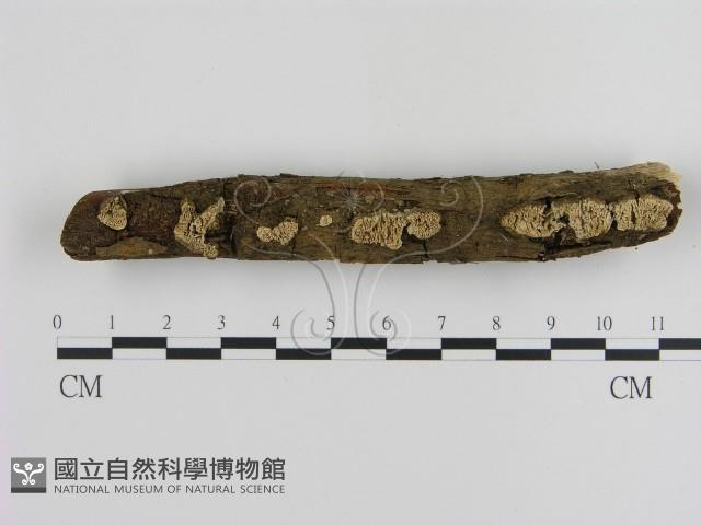 登錄號:F0013592藏品圖，第1張