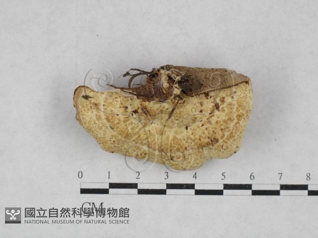栓菌屬藏品圖，第1張