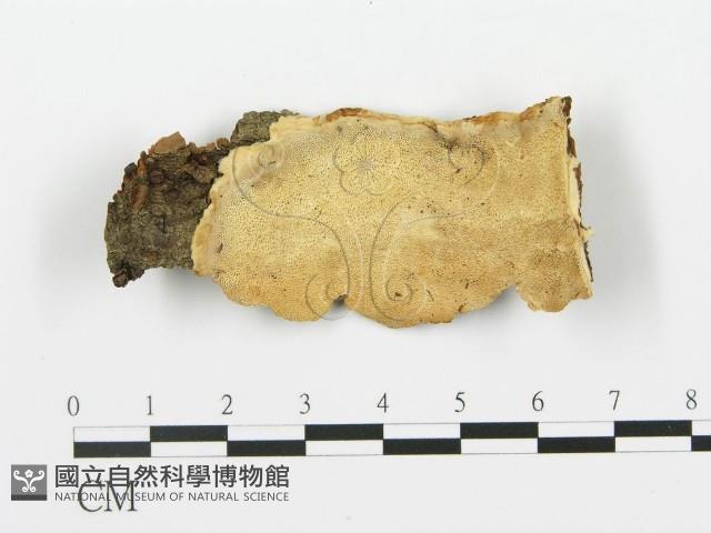 登錄號:F0008192藏品圖，第1張