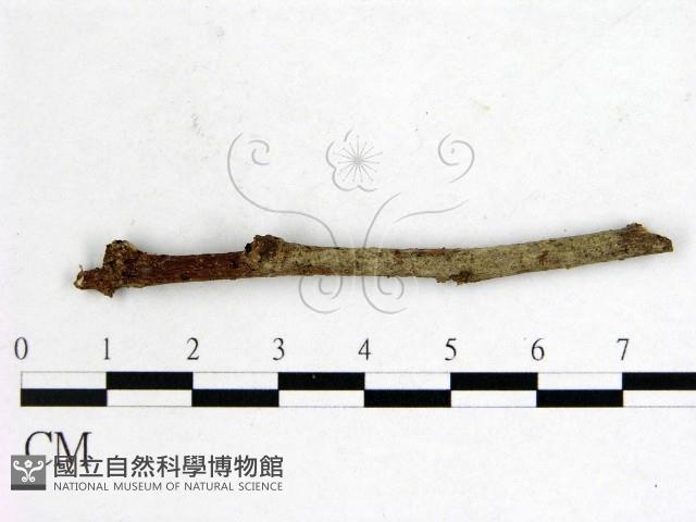 登錄號:F0000192藏品圖，第1張