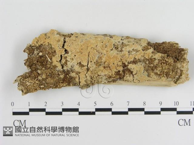 登錄號:F0010192藏品圖，第1張