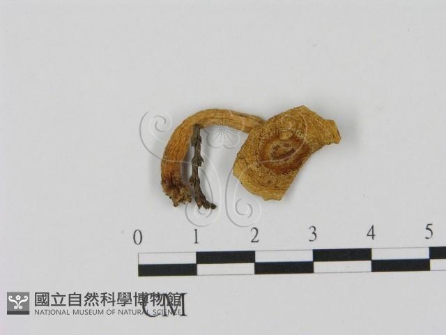 乳菇屬藏品圖，第1張