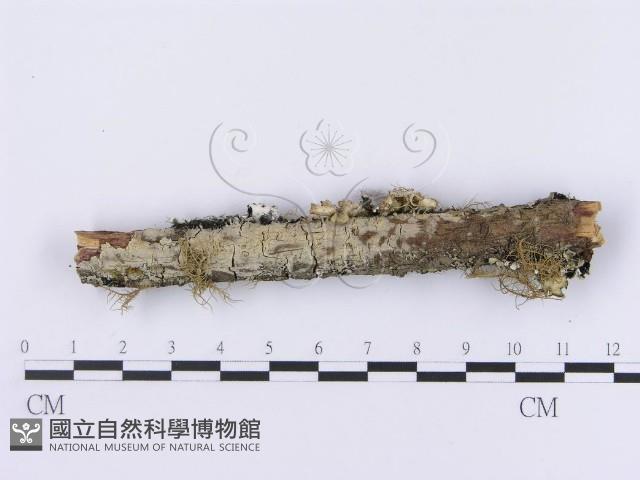 登錄號:F0001192藏品圖，第1張