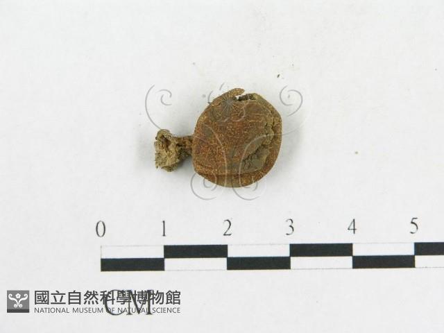 登錄號:F0011192藏品圖，第1張