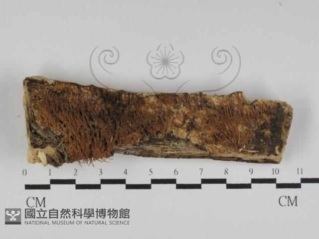 登錄號:F0031192藏品圖，第1張