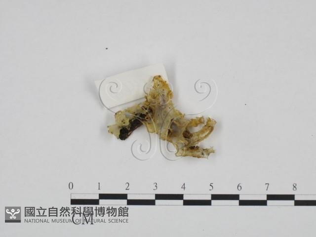 登錄號:F0024192藏品圖，第1張