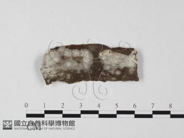 登錄號:F0004192藏品圖，第1張