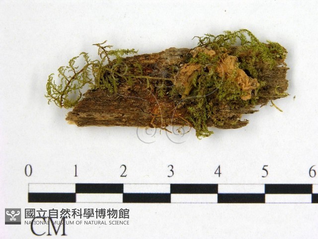 登錄號:F0014192藏品圖，第1張