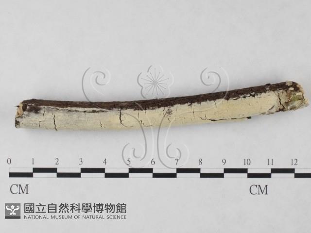 絲齒菌屬藏品圖，第1張