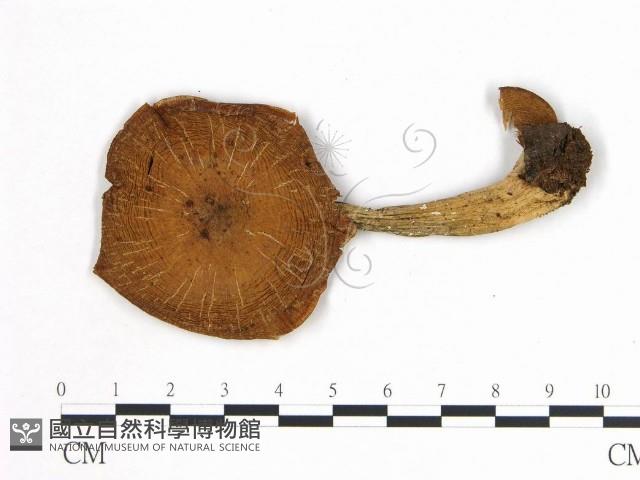 登錄號:F0002192藏品圖，第1張