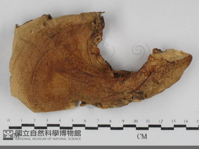 登錄號:F0032192藏品圖，第1張
