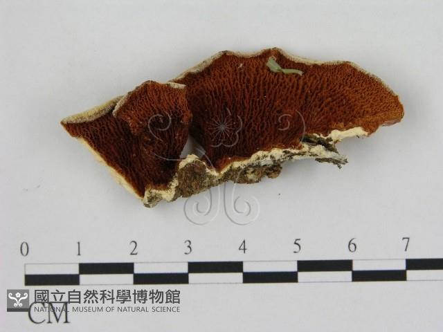 登錄號:F0007192藏品圖，第1張