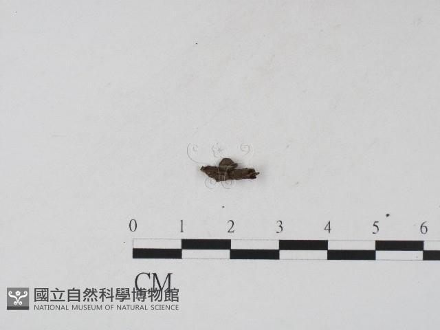登錄號:F0017192藏品圖，第1張
