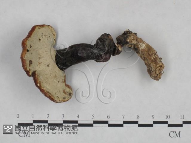 靈芝屬藏品圖，第1張