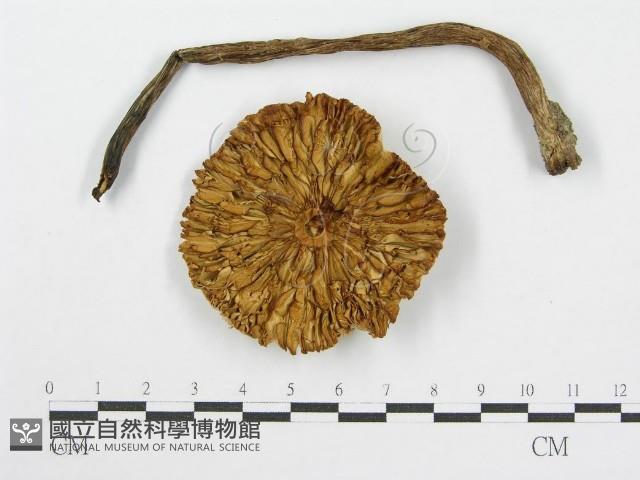 登錄號:F0005192藏品圖，第1張