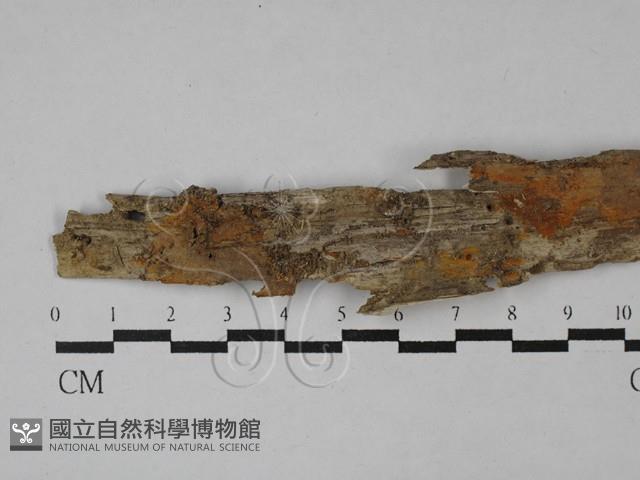 射脈菌屬藏品圖，第1張