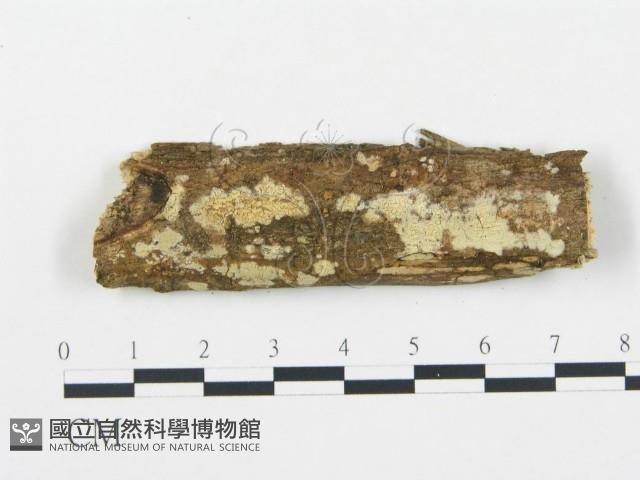 登錄號:F0009192藏品圖，第1張