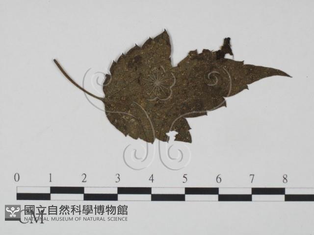 登錄號:F0019192藏品圖，第1張