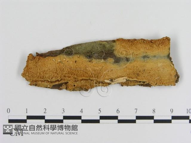 登錄號:F0003192藏品圖，第1張