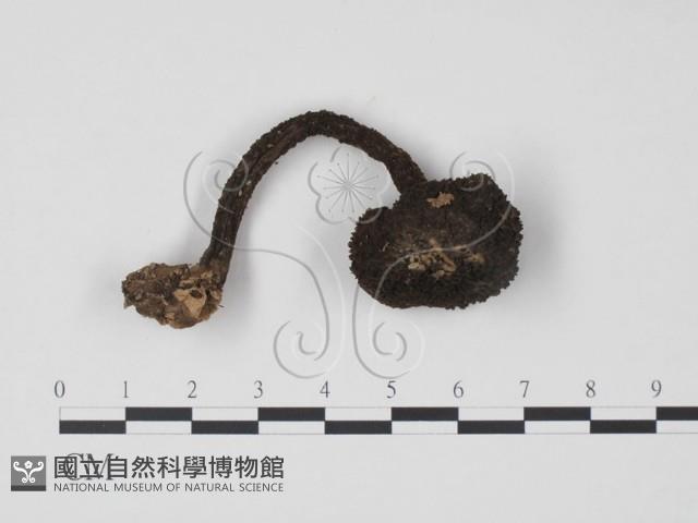 登錄號:F0013192藏品圖，第1張