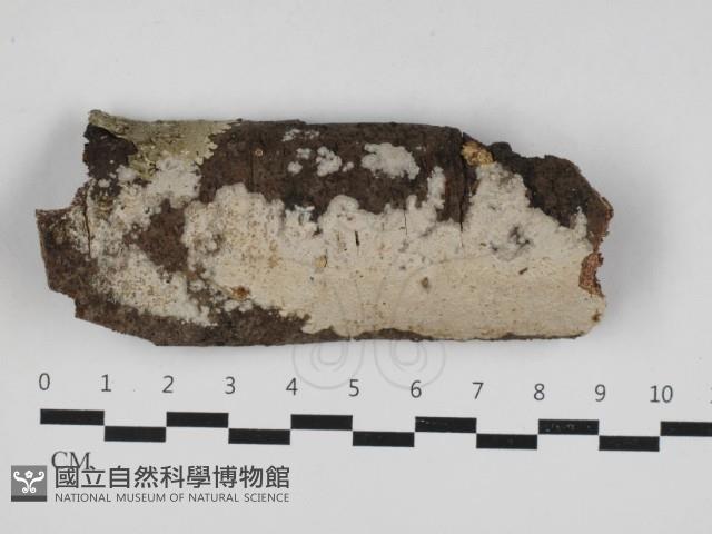 刺皮菌屬藏品圖，第1張