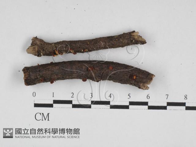 登錄號:F0028092藏品圖，第1張