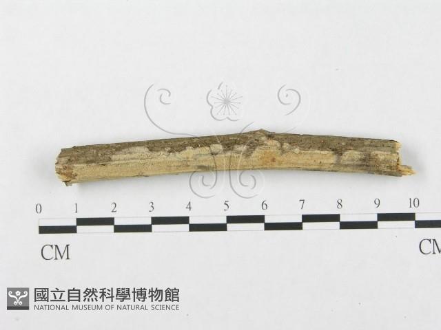 銳岩菌屬藏品圖，第1張