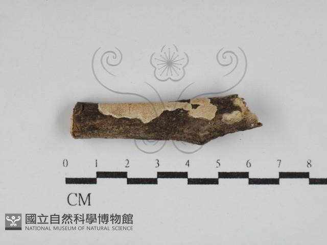 登錄號:F0030092藏品圖，第1張
