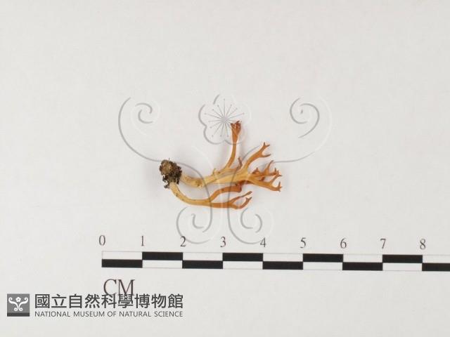 登錄號:F0026092藏品圖，第1張