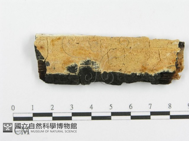 登錄號:F0006092藏品圖，第1張