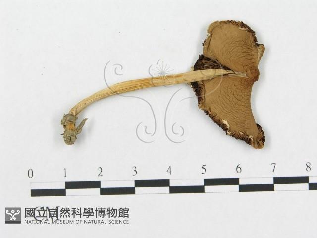 登錄號:F0016092藏品圖，第1張