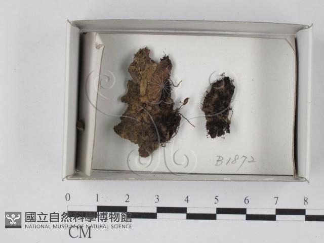 登錄號:F0021092藏品圖，第1張