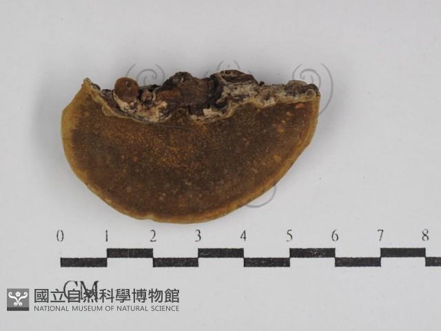 登錄號:F0031092藏品圖，第1張