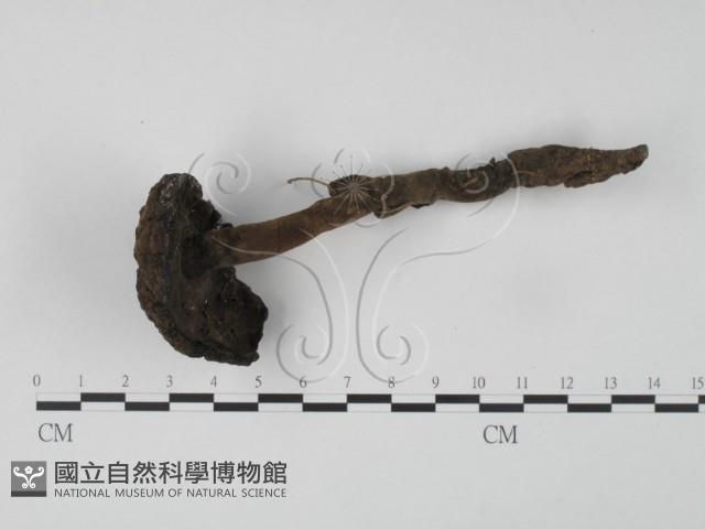 登錄號:F0024092藏品圖，第1張