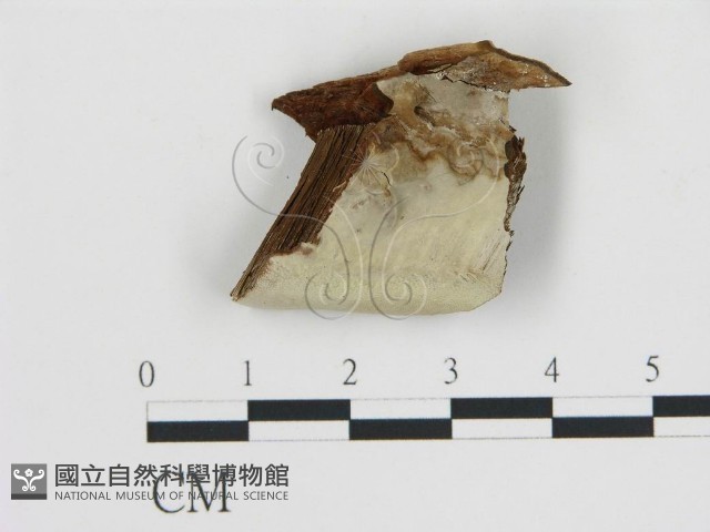 登錄號:F0014092藏品圖，第1張