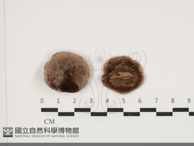 登錄號:F0034092藏品圖，第1張