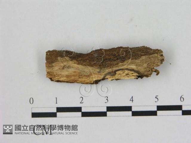 登錄號:F0002092藏品圖，第1張