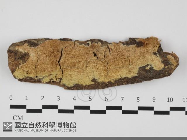 登錄號:F0032092藏品圖，第1張