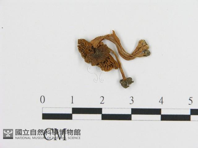 登錄號:F0017092藏品圖，第1張